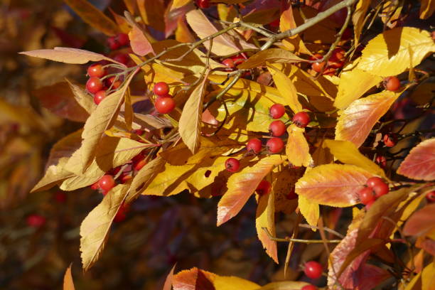 istock Willow-leaved dwarf mistletoe (Cotoneaster salicifolius flococcus), branches with red fruits in autumn, Germany, Europe 1168718139