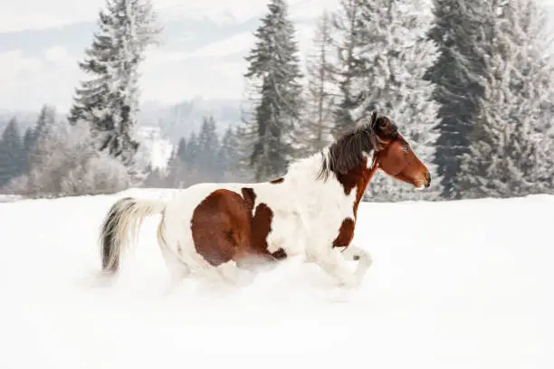 Brown and white horse, Slovak Warmblood breed, running on snow, blurred trees and mountains in background.