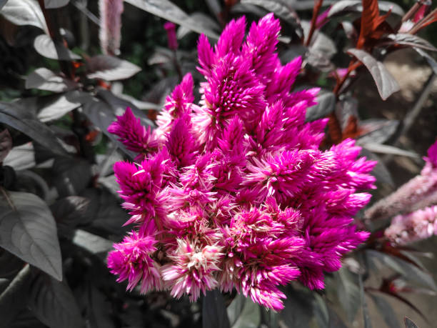 istock Pink flowers are beautiful blooming 1168719374
