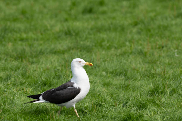 A seagull is walking majestically in fresh green grass in a public park in Bergen, Norway in late summer (mid of August). The image was captured with a fast prime 300mm telephoto lens and a full frame DSLR camera at low ISO resulting in a large clean file. Shallow depth of field. Blurred background.