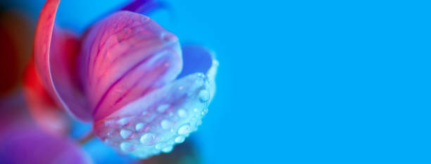 istock delicate pink Orchid with dew drops close-up on light blue background 1168720677