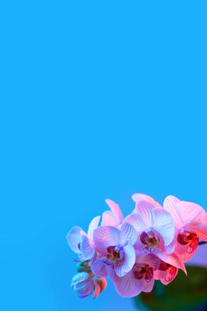 istock delicate pink Orchid with dew drops close-up on light blue background 1168720953