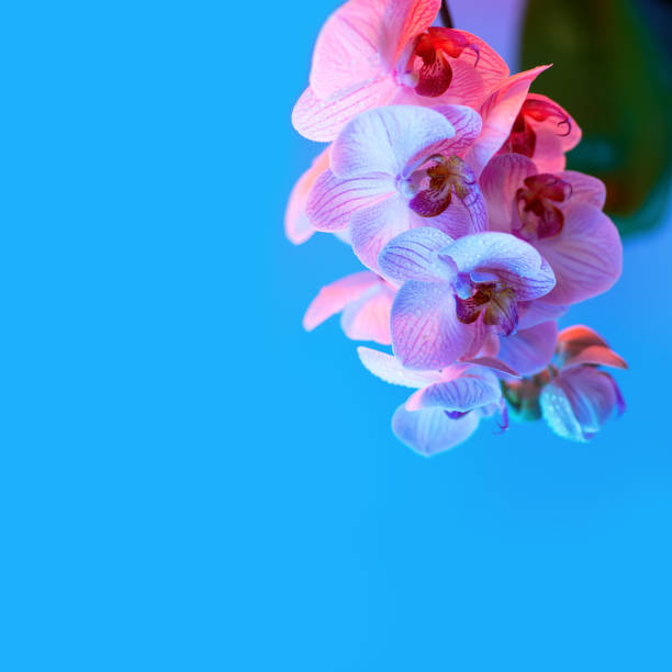 istock delicate pink Orchid with dew drops close-up on light blue background 1168720977