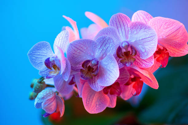 istock delicate pink Orchid with dew drops close-up on light blue background 1168721071