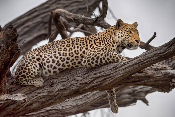 istock Leopard in wildlife, Okavango Delta, Botswana, Africa 1168721905