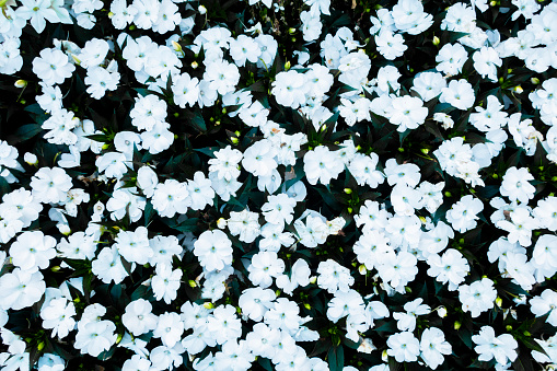 Flowers white