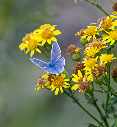 Silver-studded Blue Butterfly (Plebejus argus)  perched on daisy in Swiss Alps