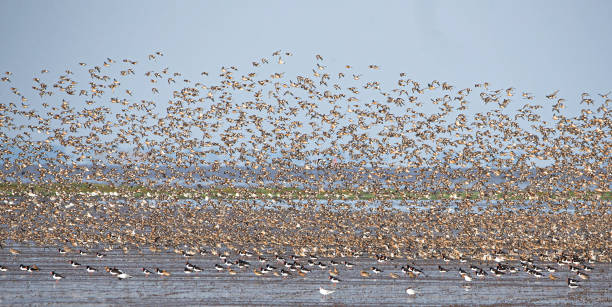 istock Dunlin (Calidris alpina) and Knot (Calidris canutus) Murmuration, Snettisham RSPB Reserve, North Norfolk UK 1168726526