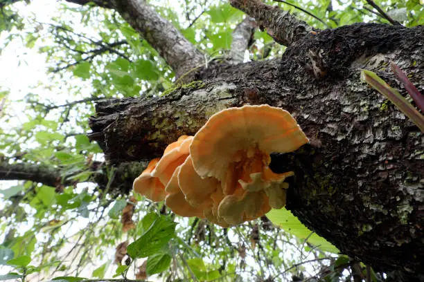 Close up yellow mushroom on phloem of tree trunk, wild mushrooms danger by poison and hard to know, and it appear in rainy season , Da Lat, Vietnam