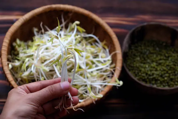 Woman hand with homemade bean sprouts for food safety, germinate of green beans make nutrition vegetable cuisine, close up of sprout with basket on wooden background