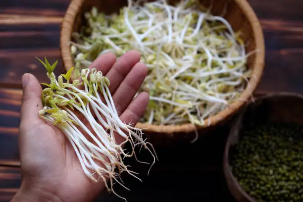 Woman hand with homemade bean sprouts for food safety, germinate of green beans make nutrition vegetable cuisine, close up of sprout with basket on wooden background