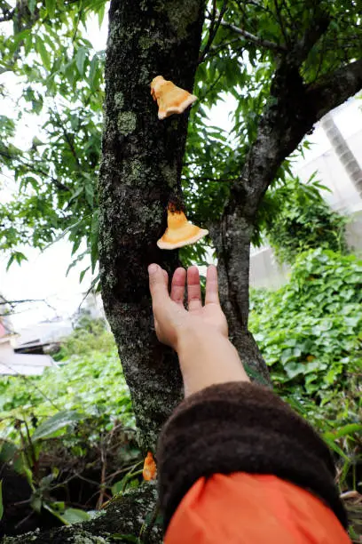 Woman hand pick yellow mushroom on phloem of tree trunk, wild mushrooms danger by poison and hard to know, and it appear in rainy season, Da Lat, Vietnam