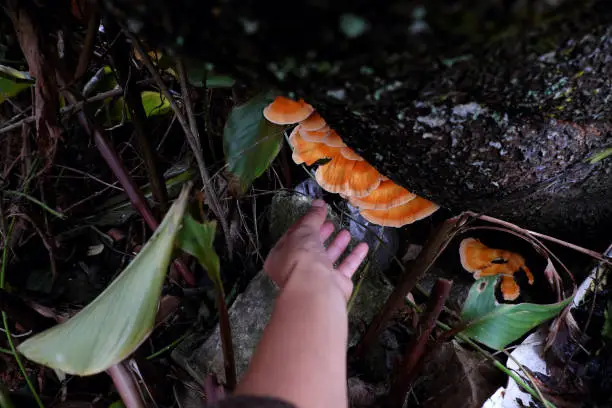 Woman hand pick yellow mushroom on phloem of tree trunk, wild mushrooms danger by poison and hard to know, and it appear in rainy season, Da Lat, Vietnam