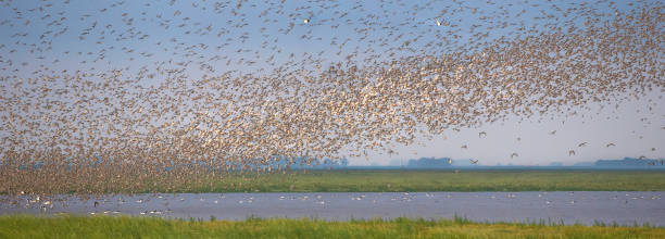 istock Dunlin (Calidris alpina) and Knot (Calidris canutus) Murmuration, Snettisham RSPB Reserve, North Norfolk UK 1168726763