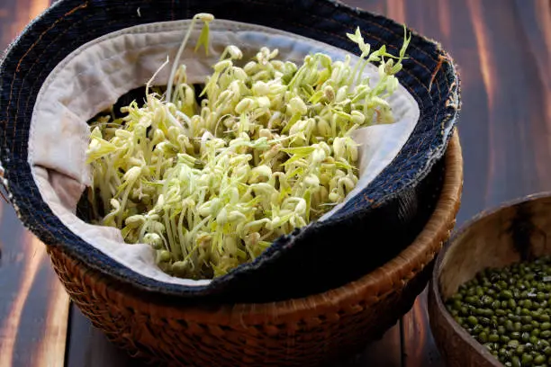 Homemade bean sprouts for food safety, germinate of green beans make nutrition vegetable cuisine, close up of sprout with basket on wooden background