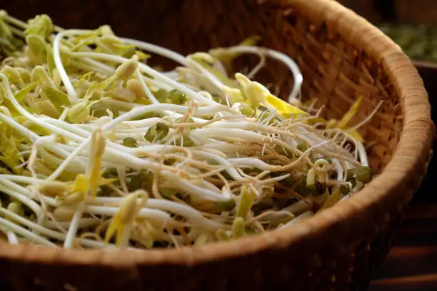 Homemade bean sprouts for food safety, germinate of green beans make nutrition vegetable cuisine, close up of sprout with basket on wooden background