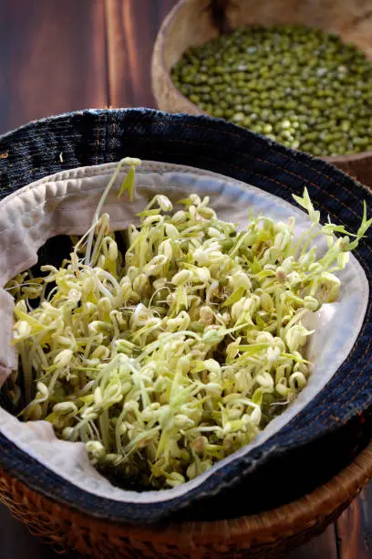 Homemade bean sprouts for food safety, germinate of green beans make nutrition vegetable cuisine, close up of sprout with basket on wooden background