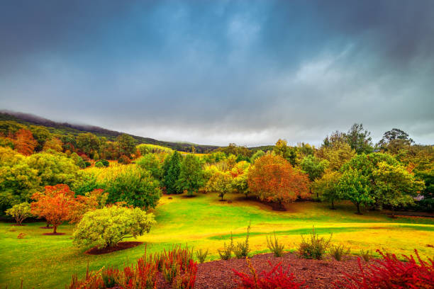 istock Dramatic autumn scene in Adelaide Hills, South Australia 1168727843