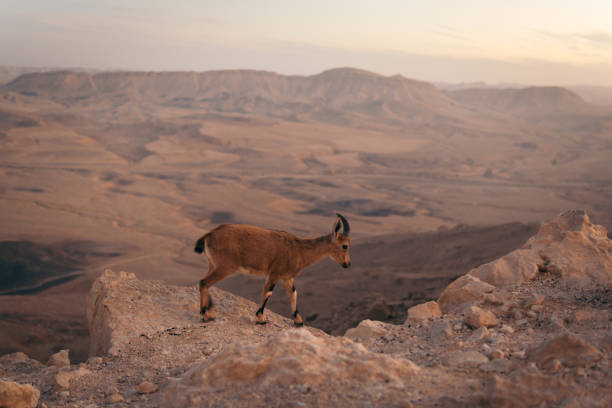 istock Mountain chamois portrait 1168727848