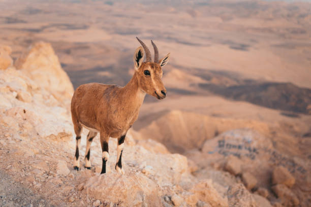 istock Mountain chamois portrait 1168727956