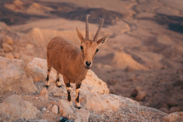 istock Mountain chamois portrait 1168728109
