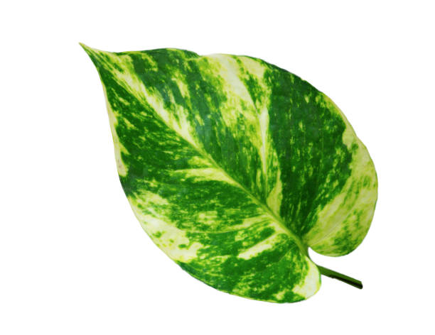 istock Beautiful leaves isolated with clipping paths 1168728132