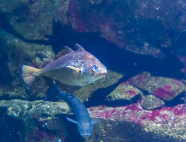 closeup of a atlantic pollock, popular fish specie from the atlantic ocean - jackson pollock imagens e fotografias de stock