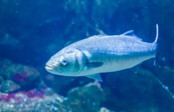 Photo of closeup of a atlantic horse mackerel, Vulnerable fish specie from the atlantic ocean