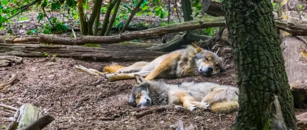 Photo of grey wolf couple laying on the ground together in the forest, Wild animal specie from the forests of Eurasia