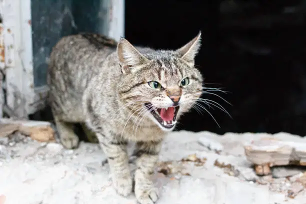 Angry aggressive cat closeup. Cat is showing teeth with open mouth with old ruined house window background.