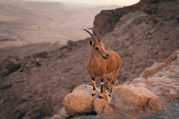 istock Mountain chamois portrait 1168729371