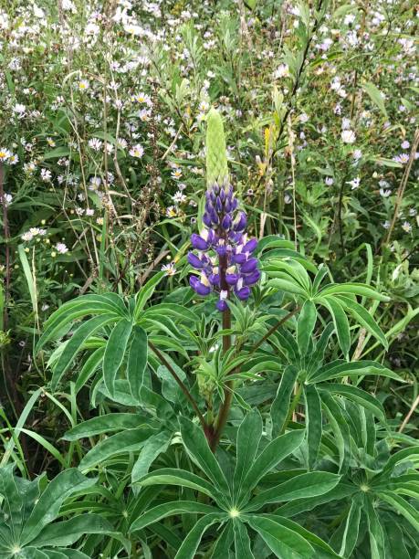 lupine flower - 3846 imagens e fotografias de stock