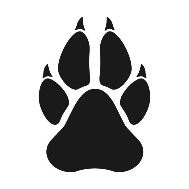 Paw of an animal Paw of an animal, canine footprints. Traces of dog paws, dog paws. Trace of the cat, imprint of a tiger's track or lion. Vector illustration. wolf stock illustrations