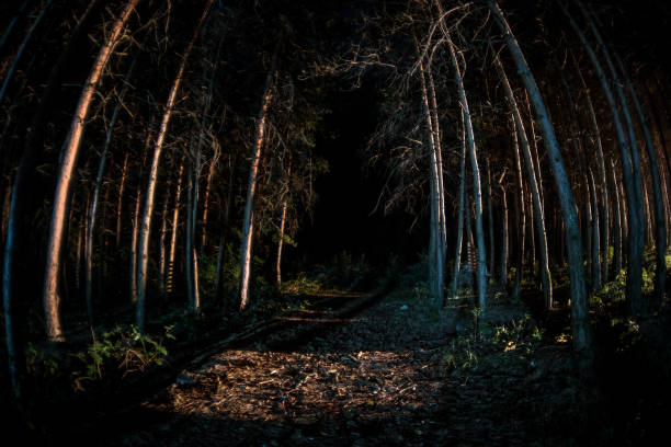 istock magical lights sparkling in mysterious forest at night. Pine forest with strange light 1168731736