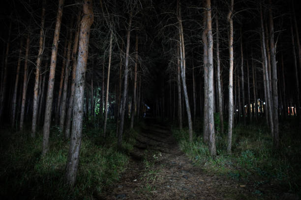 istock magical lights sparkling in mysterious forest at night. Pine forest with strange light 1168731737