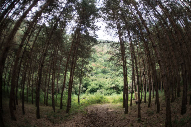 istock Forest landscape.Beautiful forest nature. Tall old pine trees. Summer sunny day. 1168731815