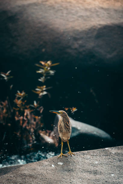 istock A bird in his habitat. Thai coastline 1168731888
