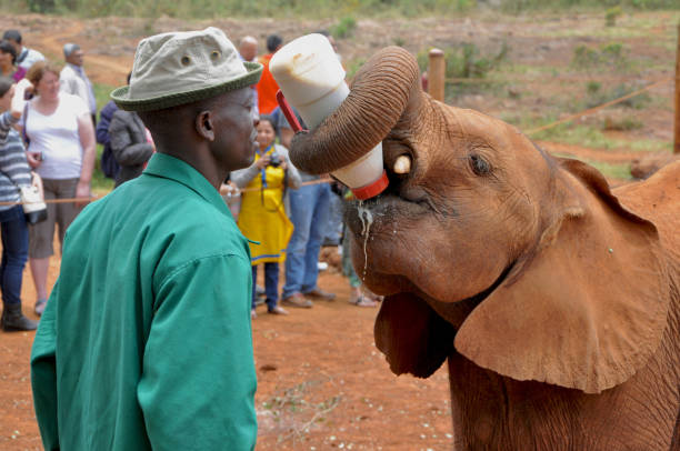 Nairobi, Kenya - September 5, 2014: African ranger man feeding baby elephant (Loxodonta) with milk from the bottle at the orphanage for wild animals