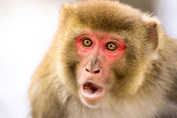 Monkey (Rhesus macaque) Monkey - Rhesus macaque (Macaca Mulatta) primate photos stock pictures, royalty-free photos & images