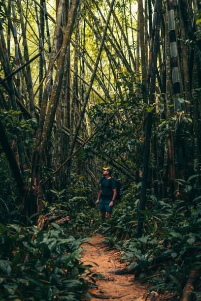 istock Exploring jungle footpath. Beauty in nature 1168733675