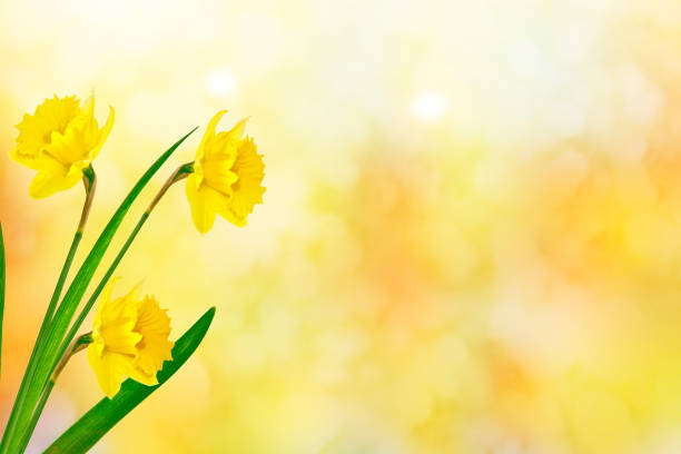 Bright and colorful flowers of daffodils on the background of the spring landscape