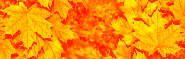 istock bright colorful leaves. Indian summer. foliage 1168734438