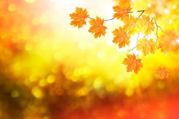 istock bright colorful leaves. Indian summer. foliage 1168734453