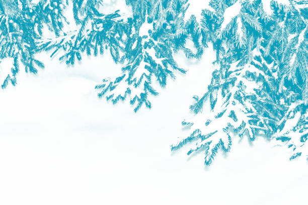 istock winter forest with snow covered trees. Coniferous branch. 1168734509