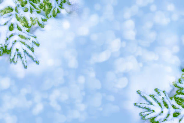 istock winter forest with snow covered trees. Coniferous branch. 1168734515