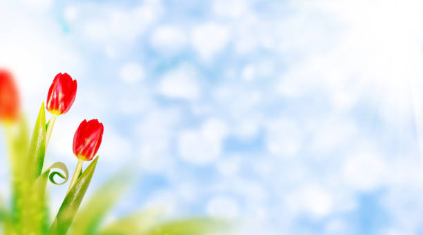 Natural floral background of spring bright flowers. tulip