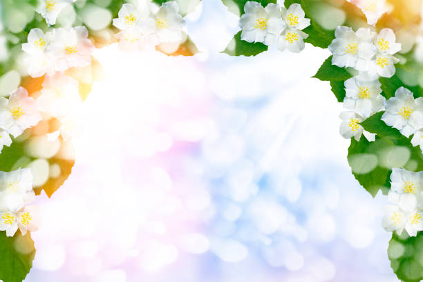 istock jasmine. The branch delicate spring flowers 1168734566