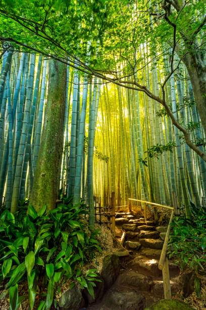 bamboo garden - bamboo grove imagens e fotografias de stock