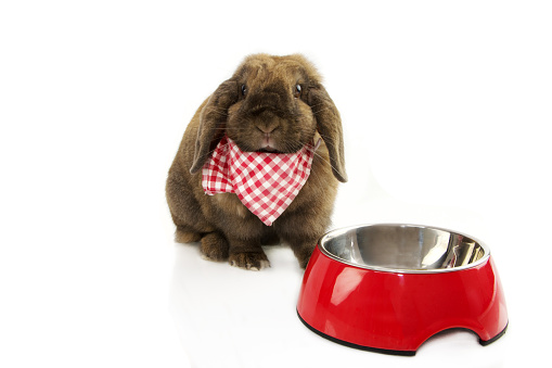 Portrait domestic rabbit eating food with a red bowl and wearing a checkered napkin. Isolated on white background.
