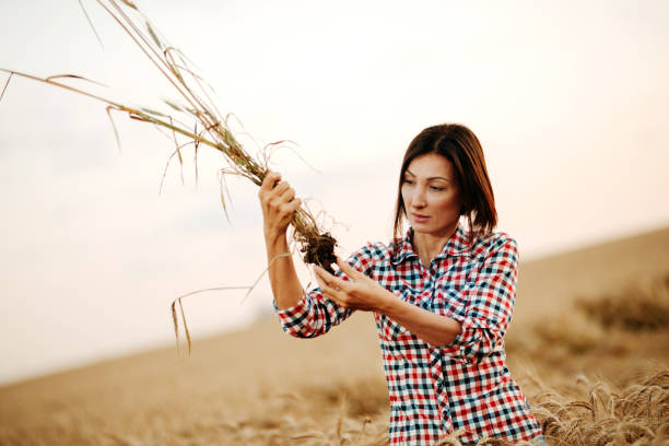 istock Woman examining in the field 1168736205